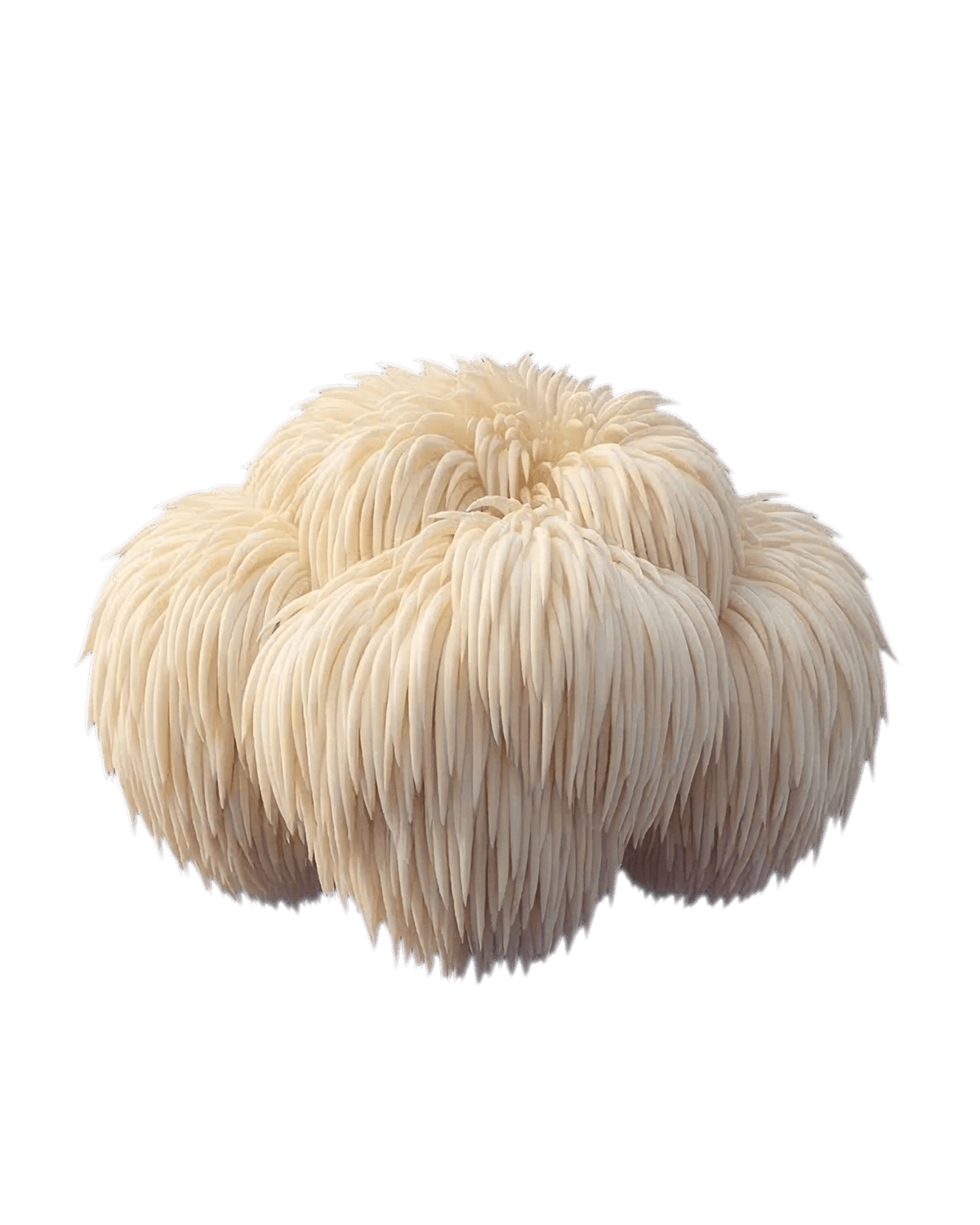 Lion's Mane
